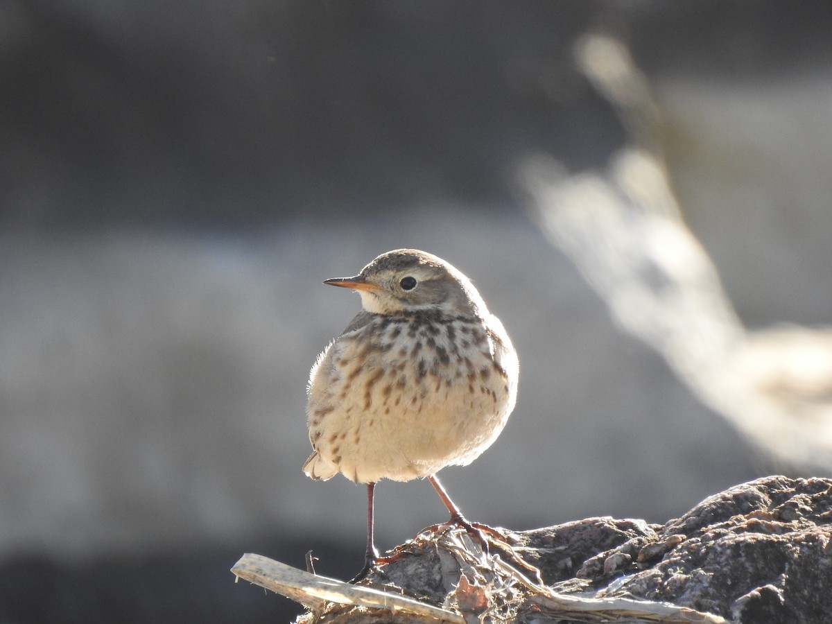 American Pipit - T B