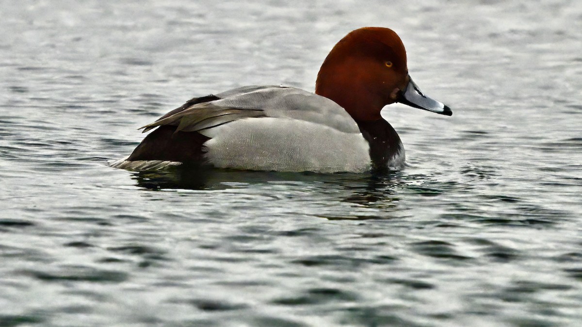 Redhead - Cliff Hodge