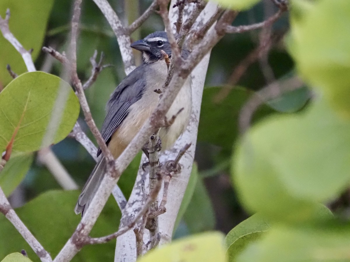 Olive-gray Saltator - ML613916645