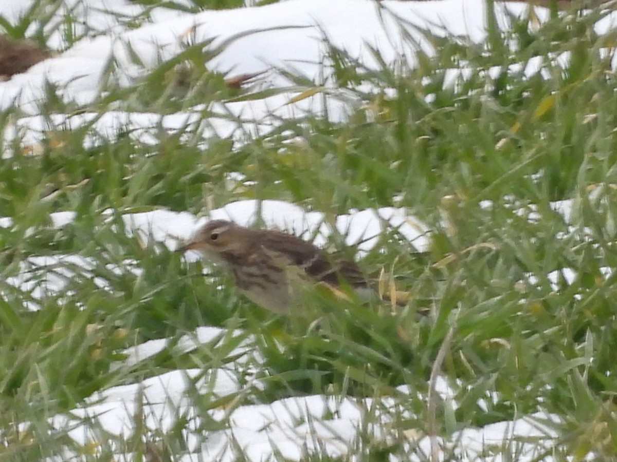 American Pipit - ML613916667