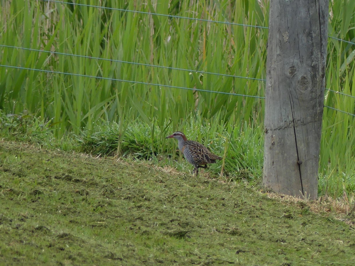 Buff-banded Rail - Guy Michaud