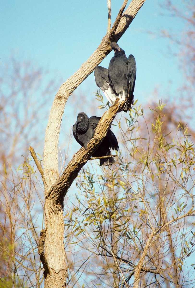 Black Vulture - ML613916789