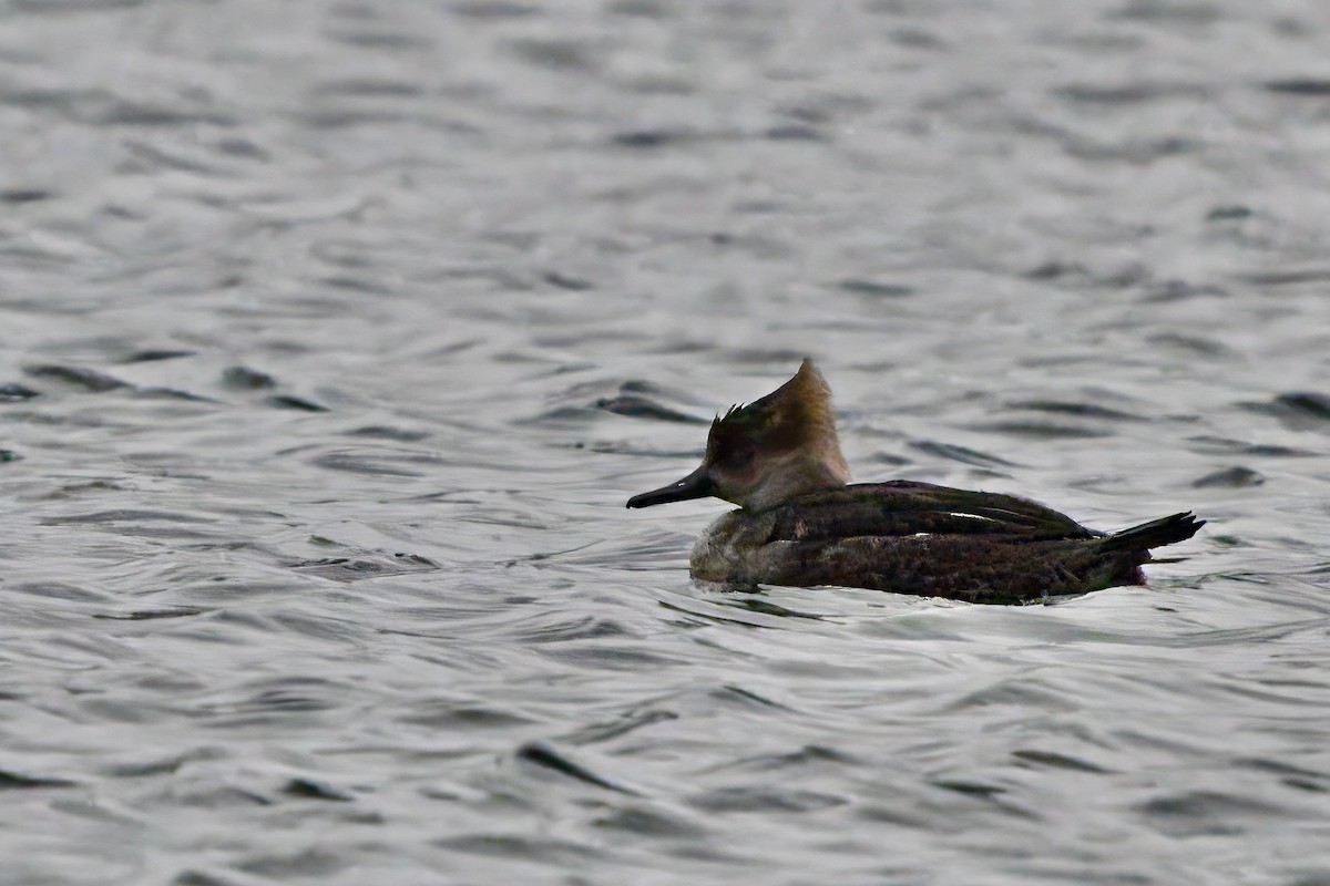 Hooded Merganser - ML613916792