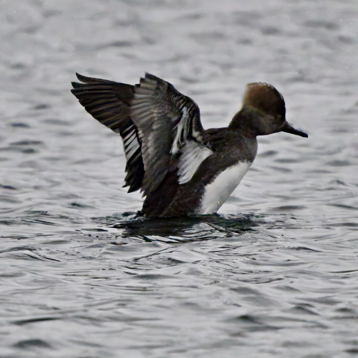 Hooded Merganser - ML613916794