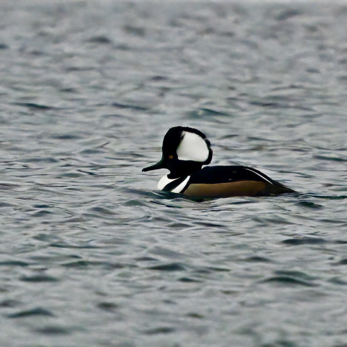 Hooded Merganser - ML613916798