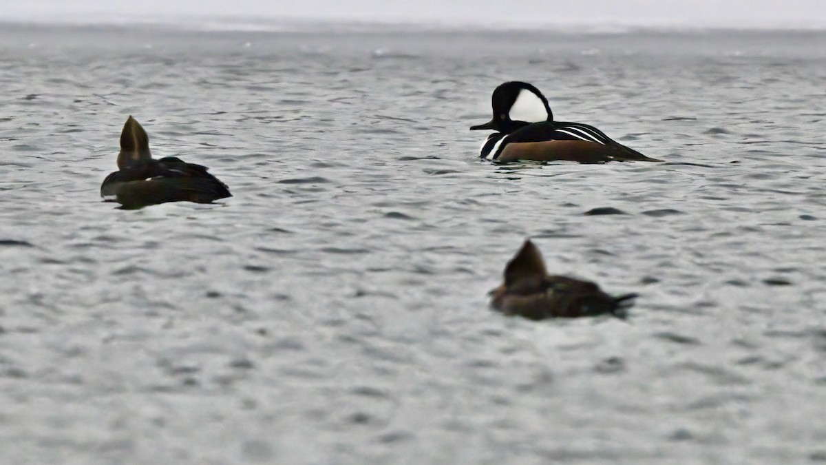 Hooded Merganser - ML613916799