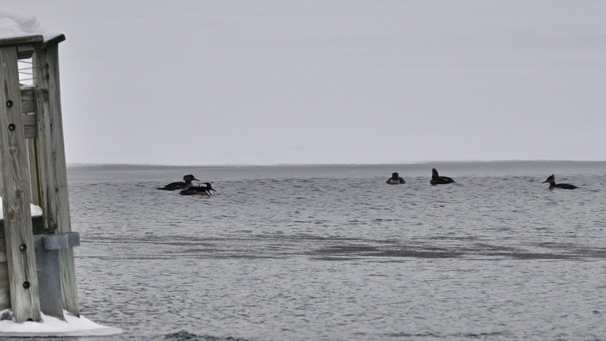 Hooded Merganser - ML613916801