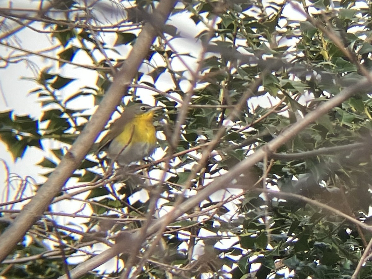 Yellow-breasted Chat - ML613916823