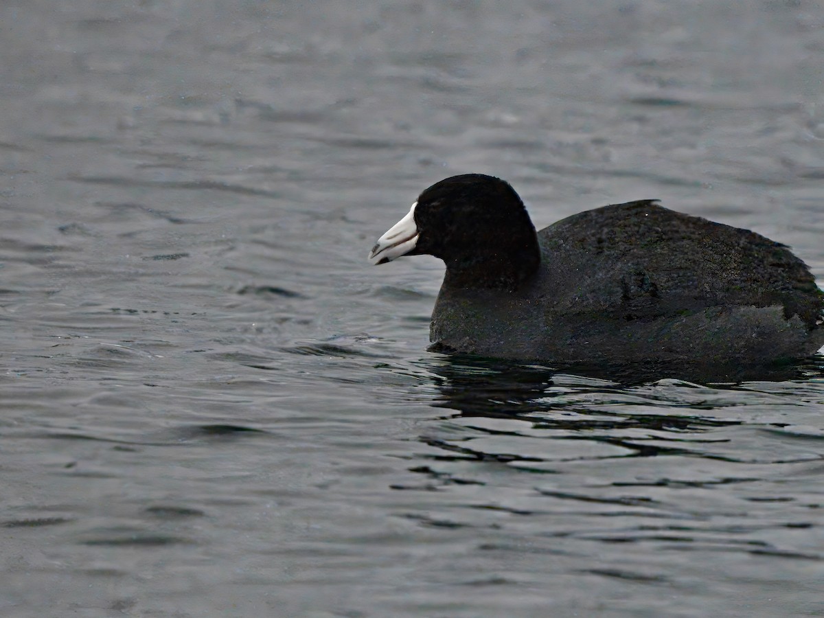 American Coot - ML613916895