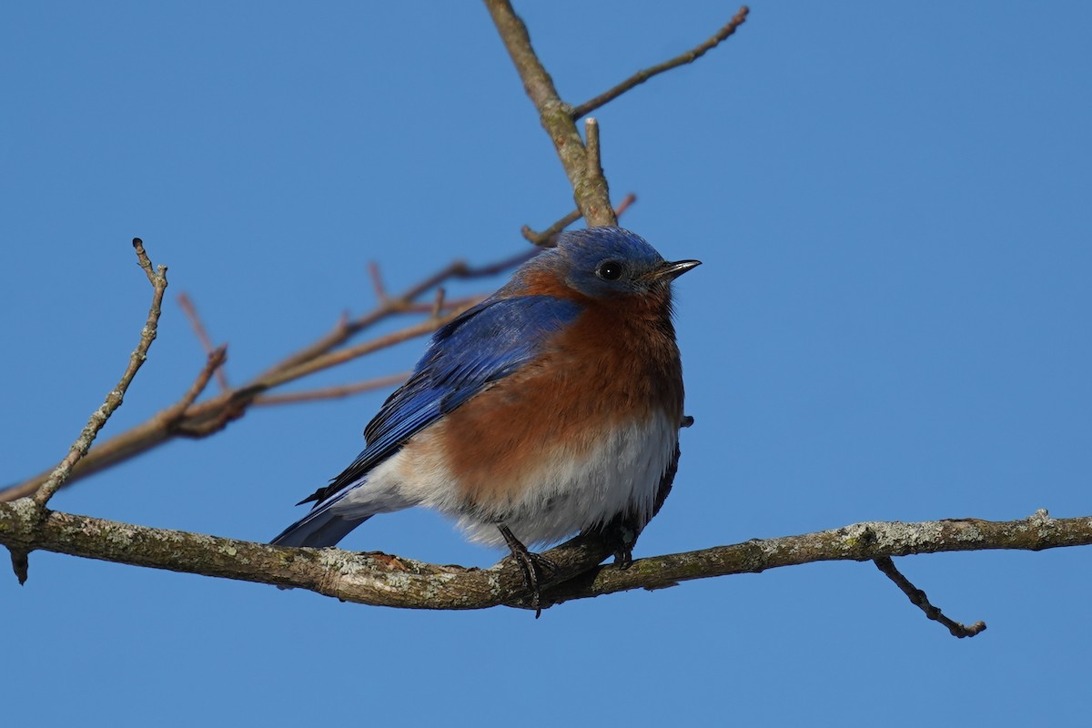 Eastern Bluebird - Bob Yankou