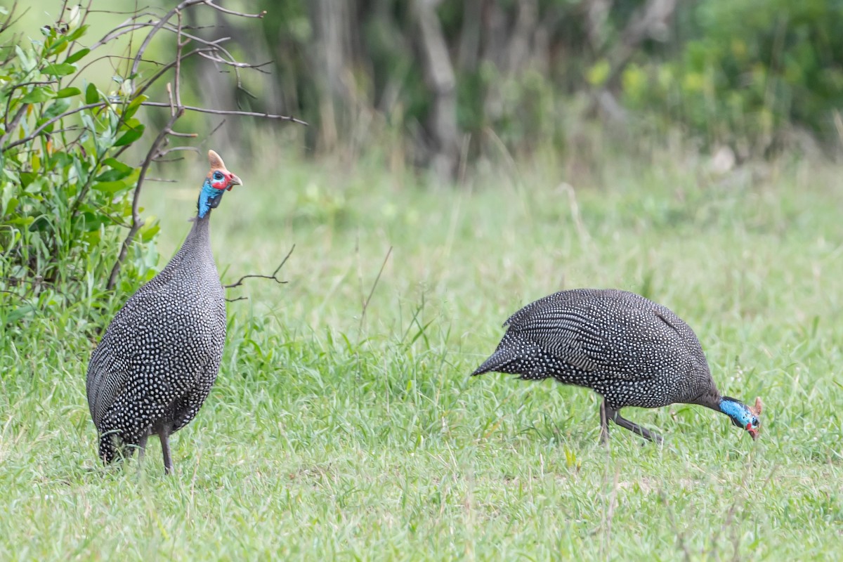 Helmeted Guineafowl - ML613916964