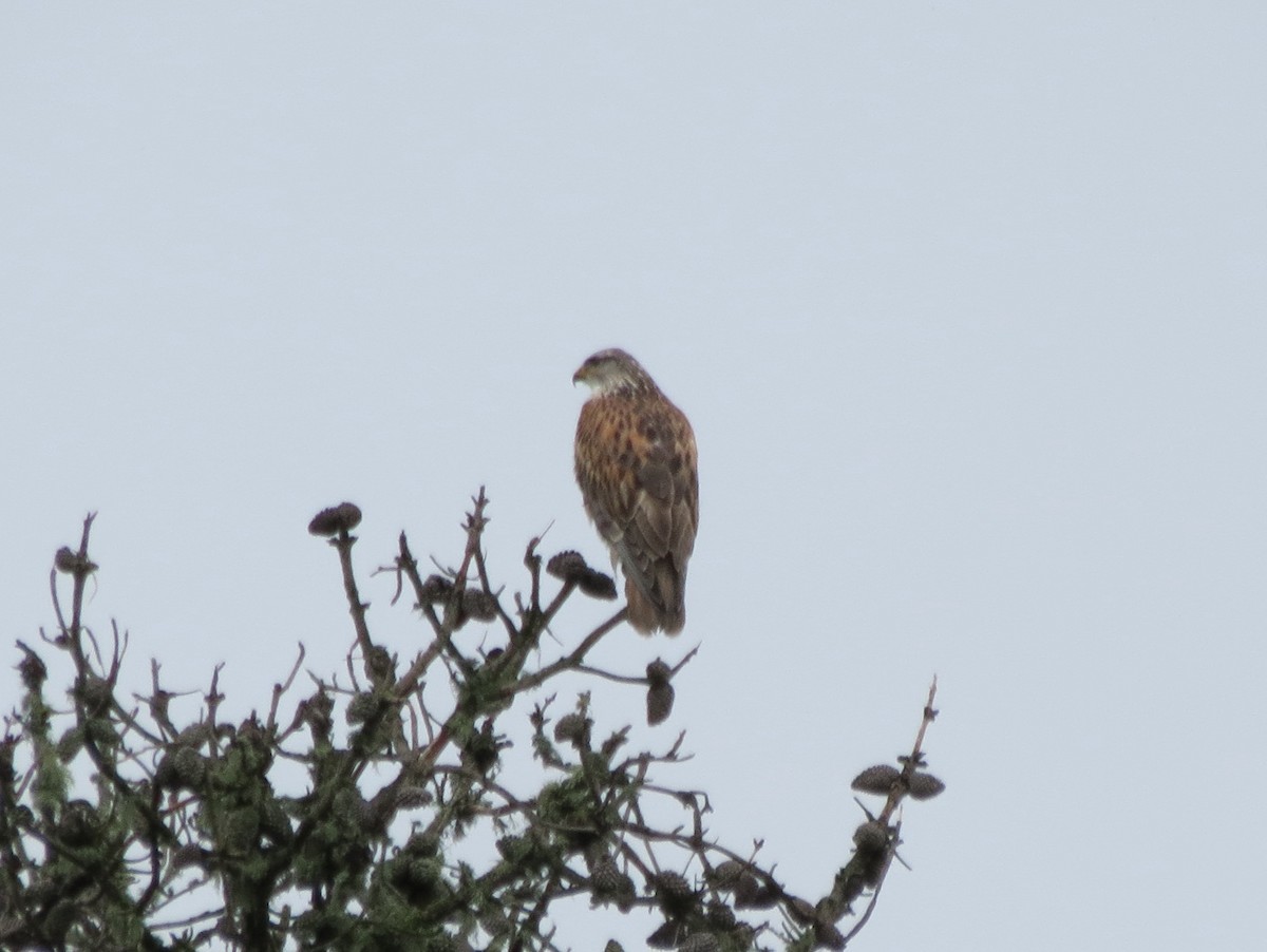 Ferruginous Hawk - Matt Franks