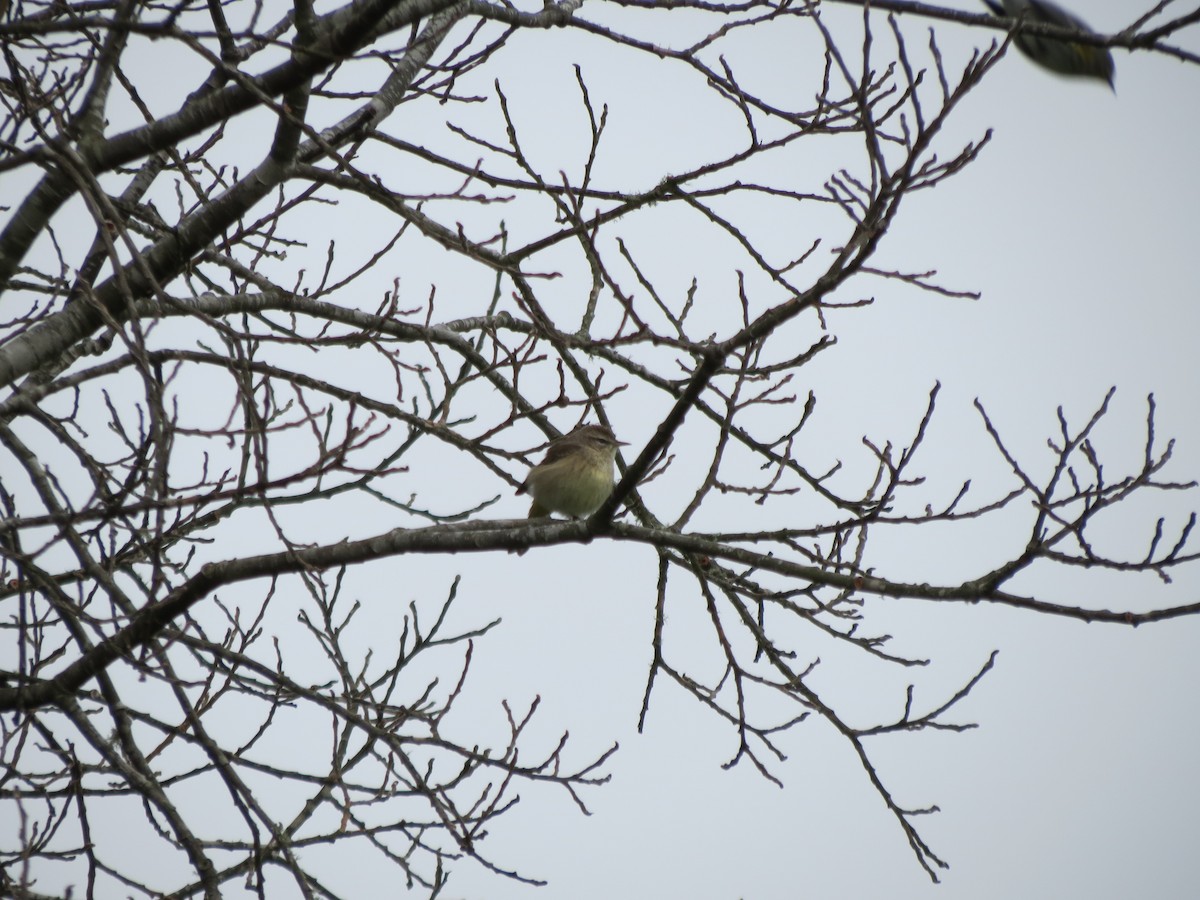 Palm Warbler - ML613916975
