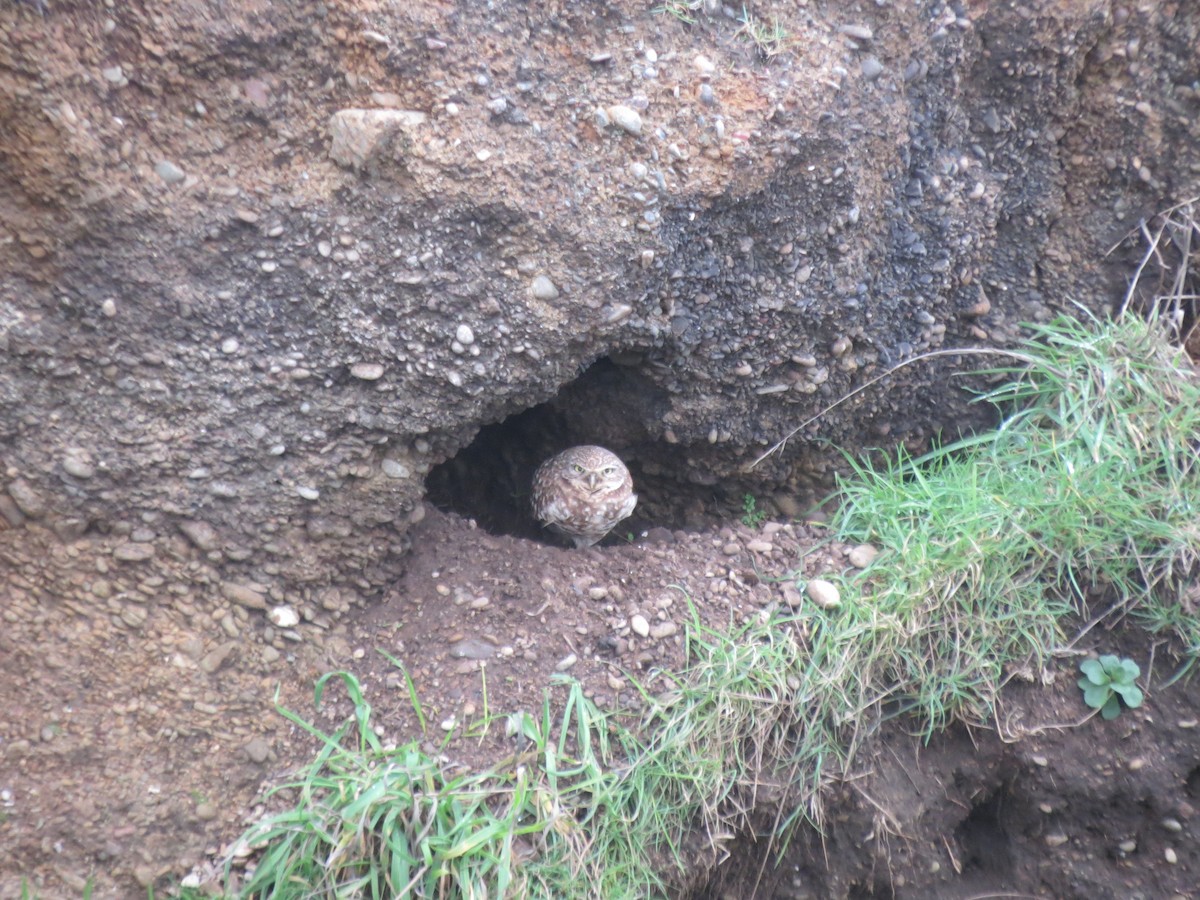 Burrowing Owl - ML613917049
