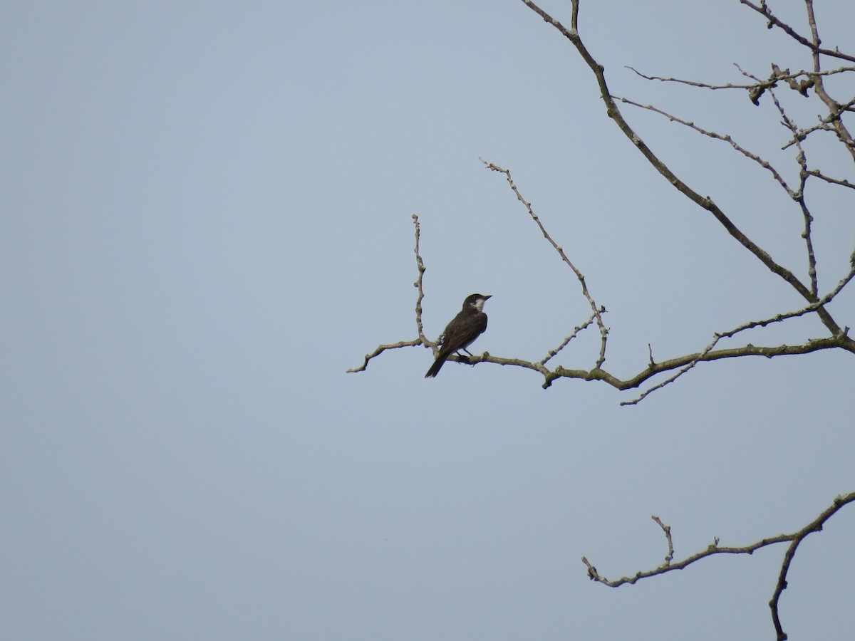 Eastern Kingbird - ML613917054