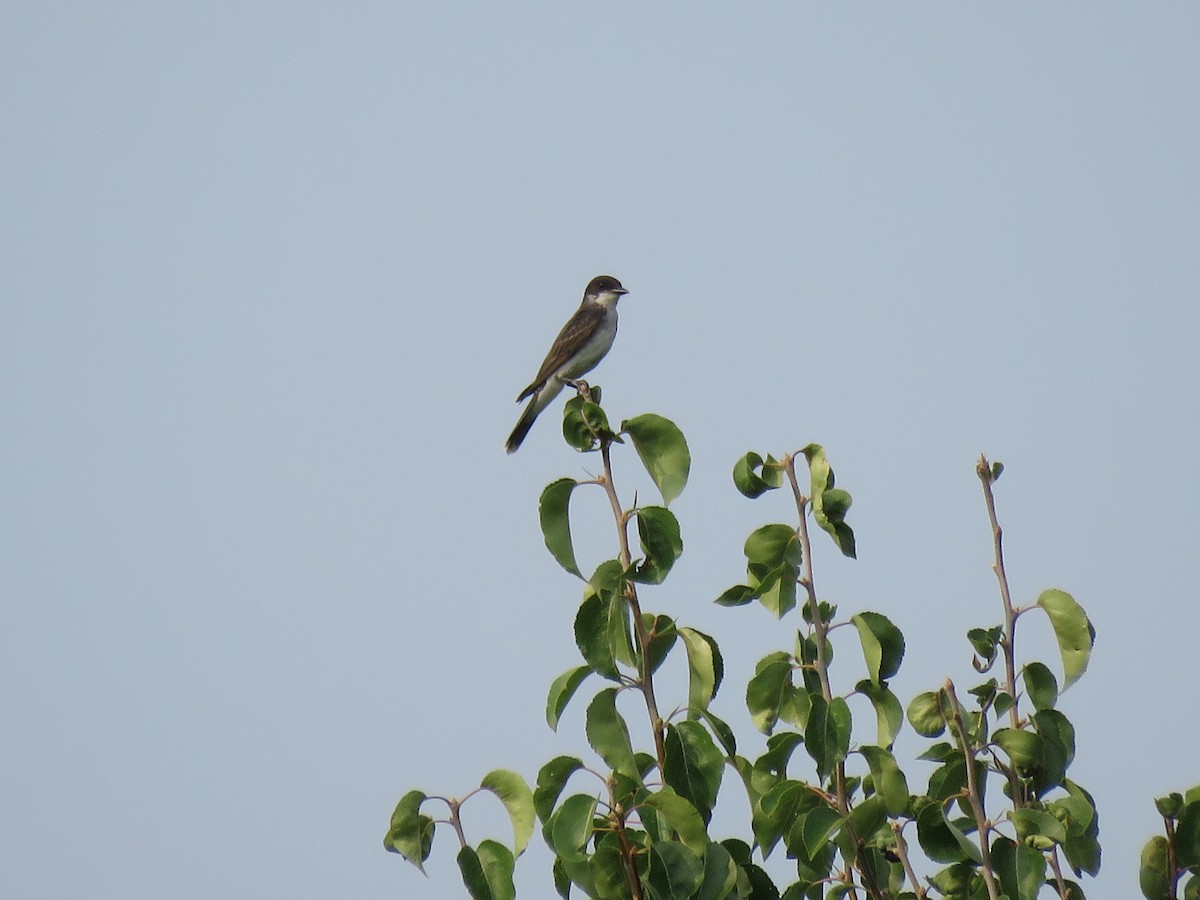 Eastern Kingbird - ML613917055