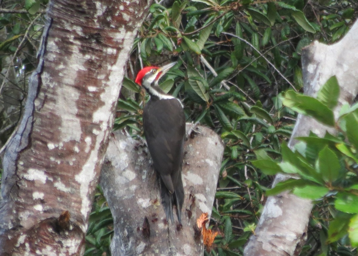 Pileated Woodpecker - ML613917078