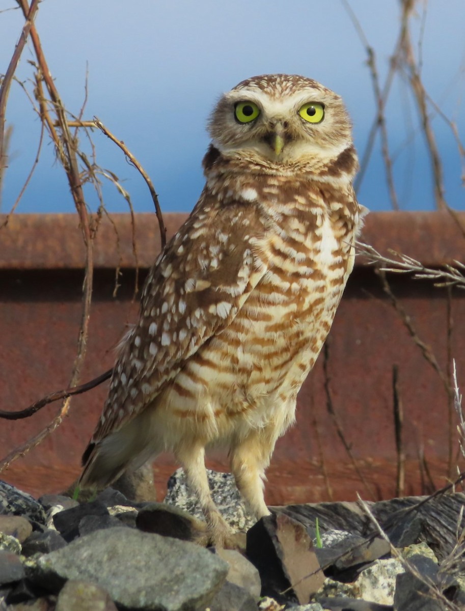 Burrowing Owl - ML613917087