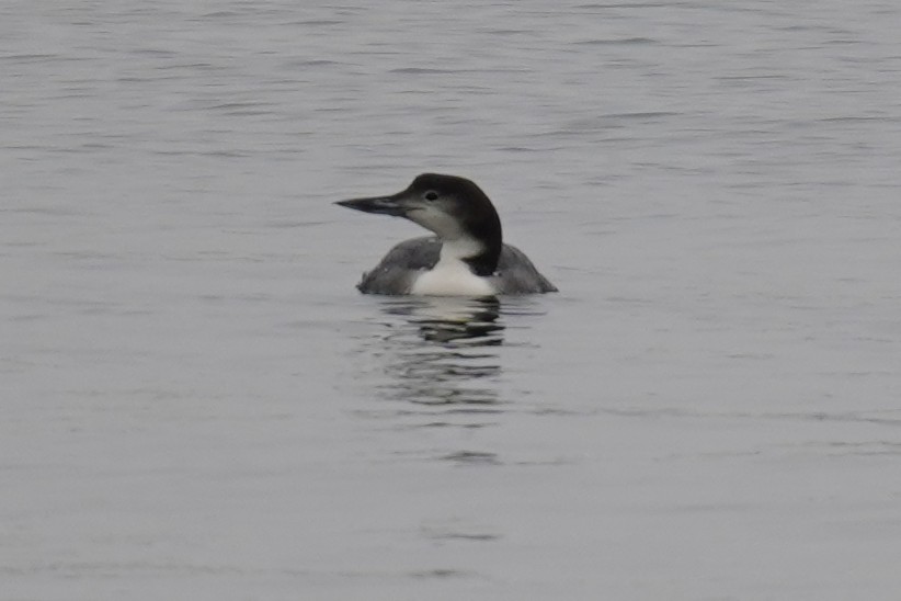 Common Loon - Bob Yankou