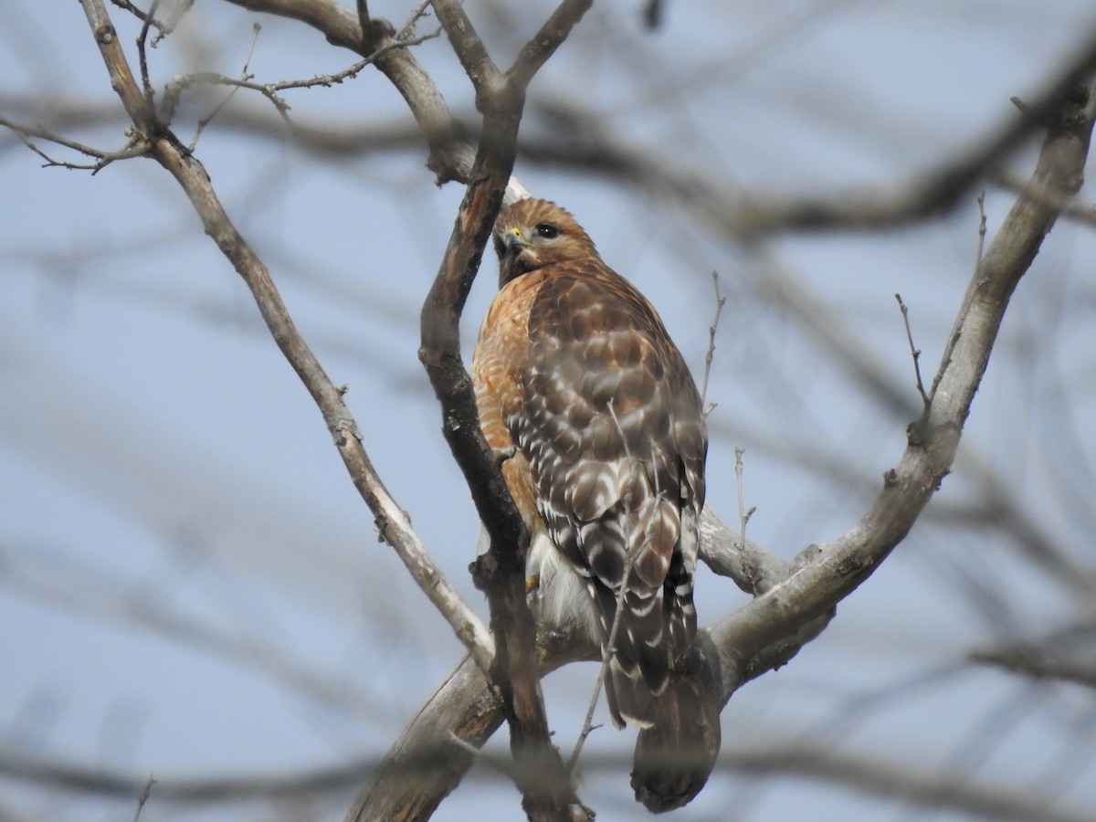Red-shouldered Hawk - Laura Tappan