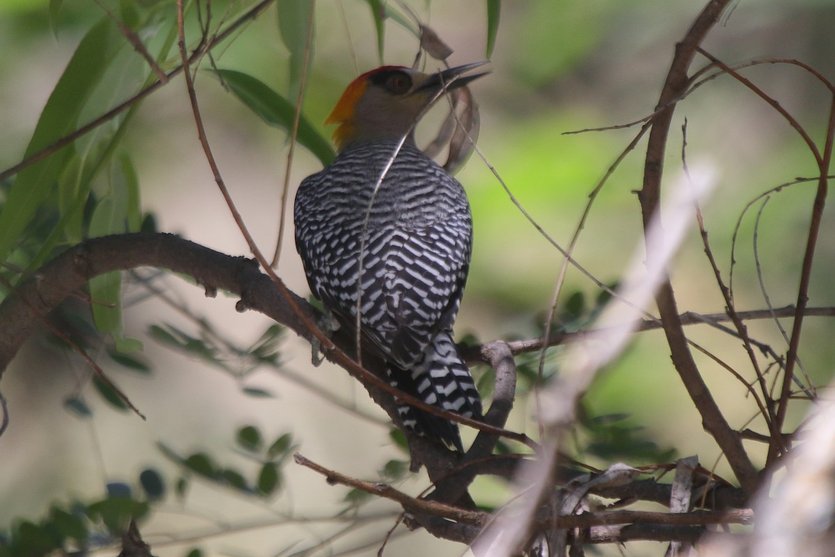 Golden-cheeked Woodpecker - ML613917154