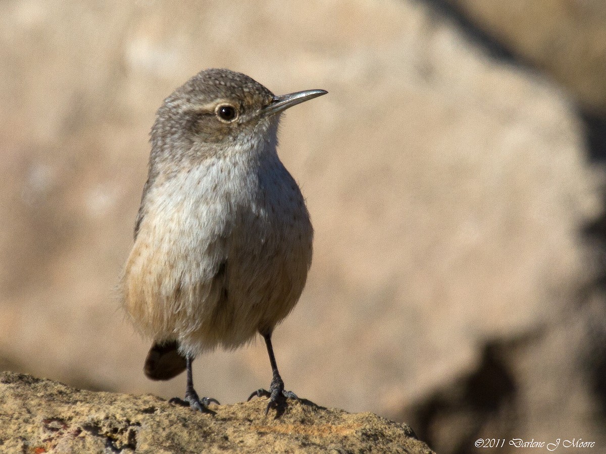 Rock Wren - ML613917168