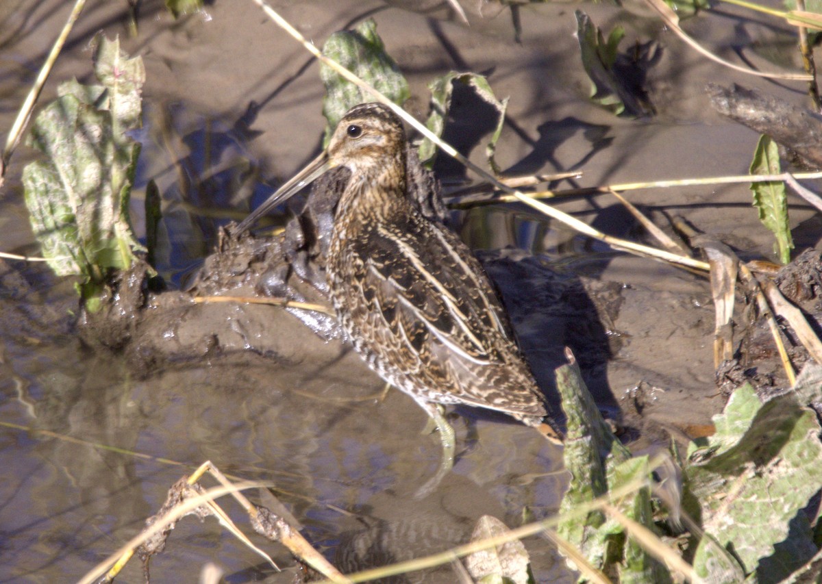 Wilson's Snipe - ML613917177