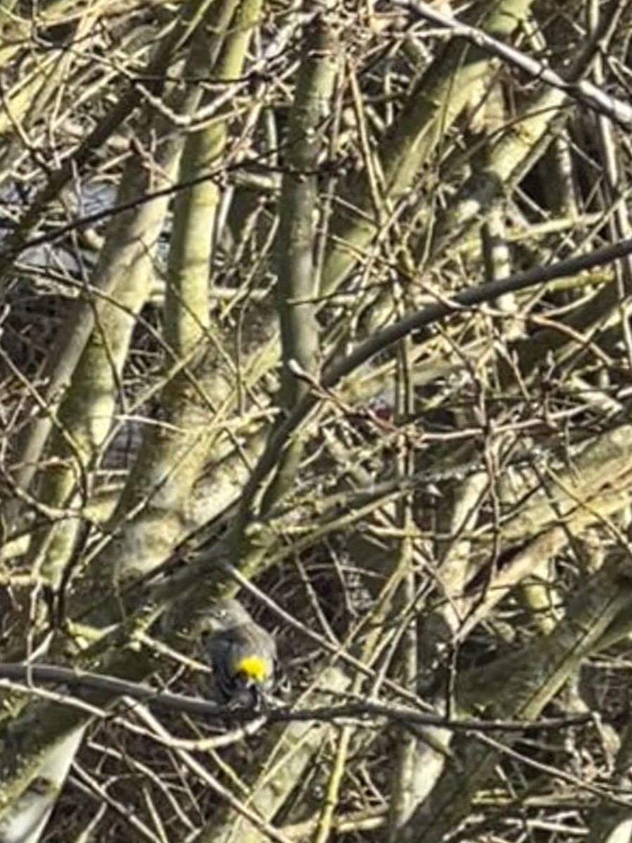 Yellow-rumped Warbler - Tracy Tran