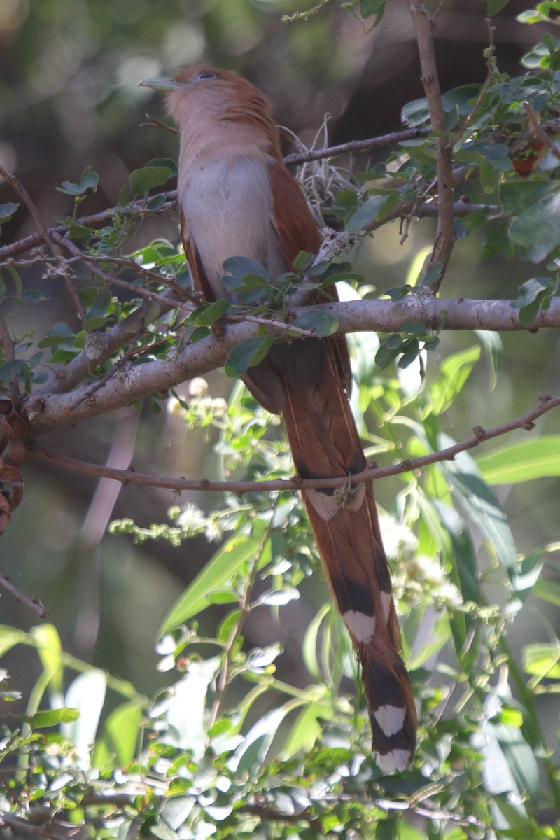 Squirrel Cuckoo (West Mexico) - ML613917515