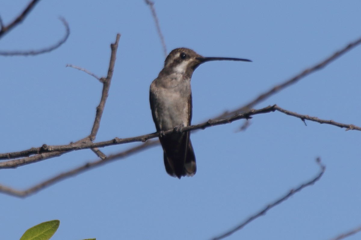 Plain-capped Starthroat - ML613917535