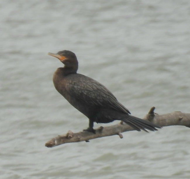 Neotropic Cormorant - ML613917571