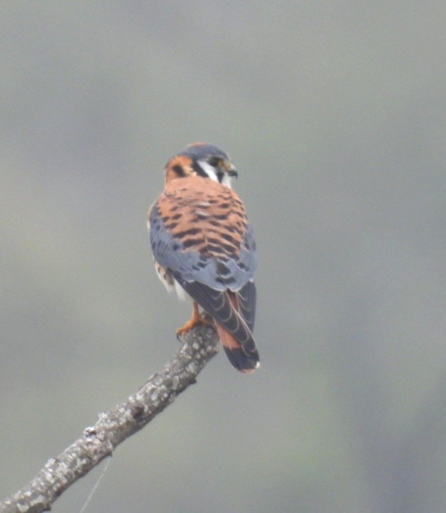 American Kestrel - ML613917613