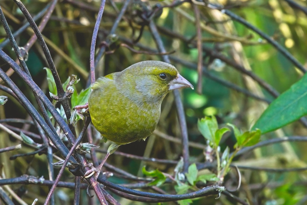 European Greenfinch - ML613917662