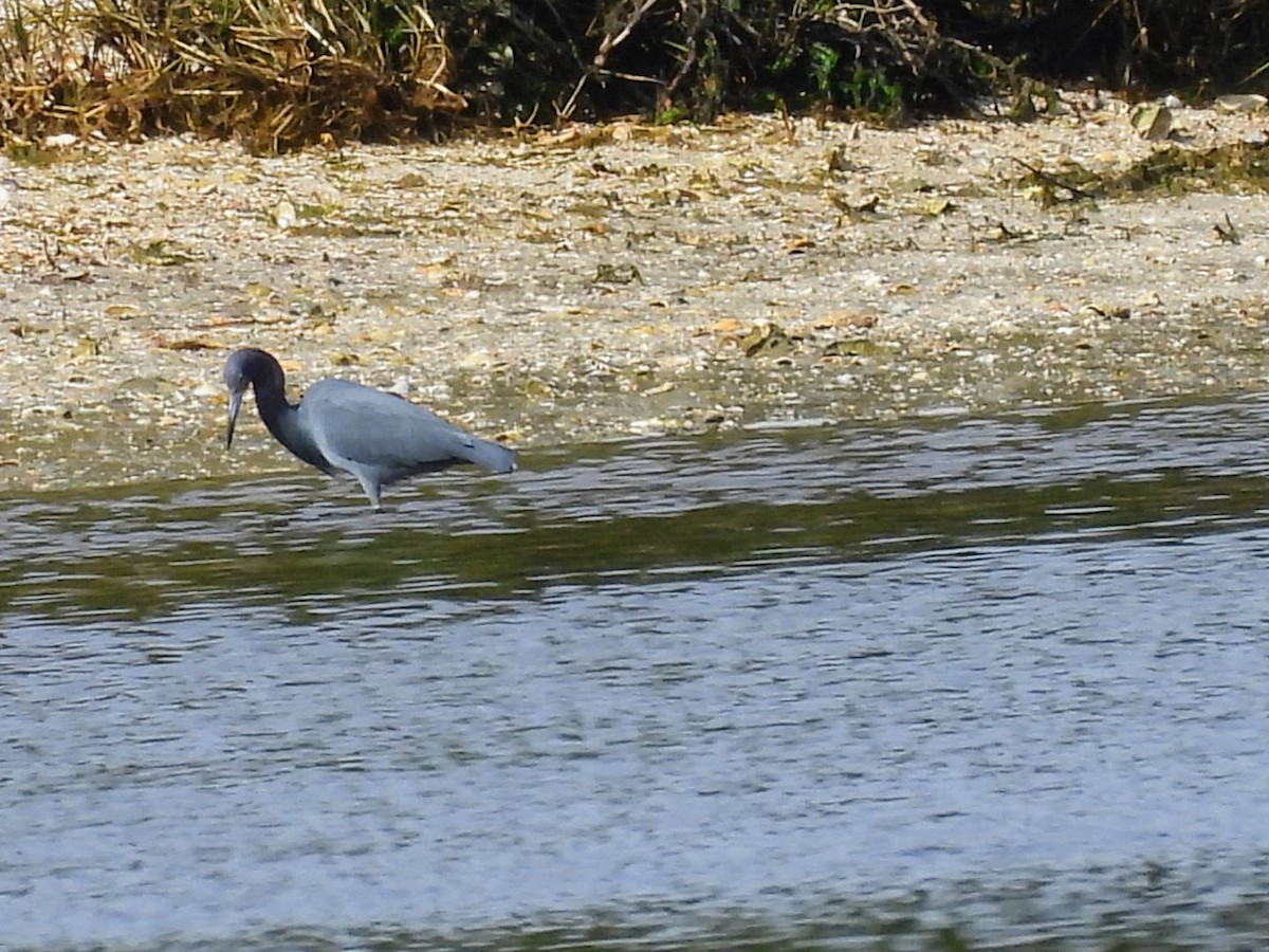 Little Blue Heron - ML613917685