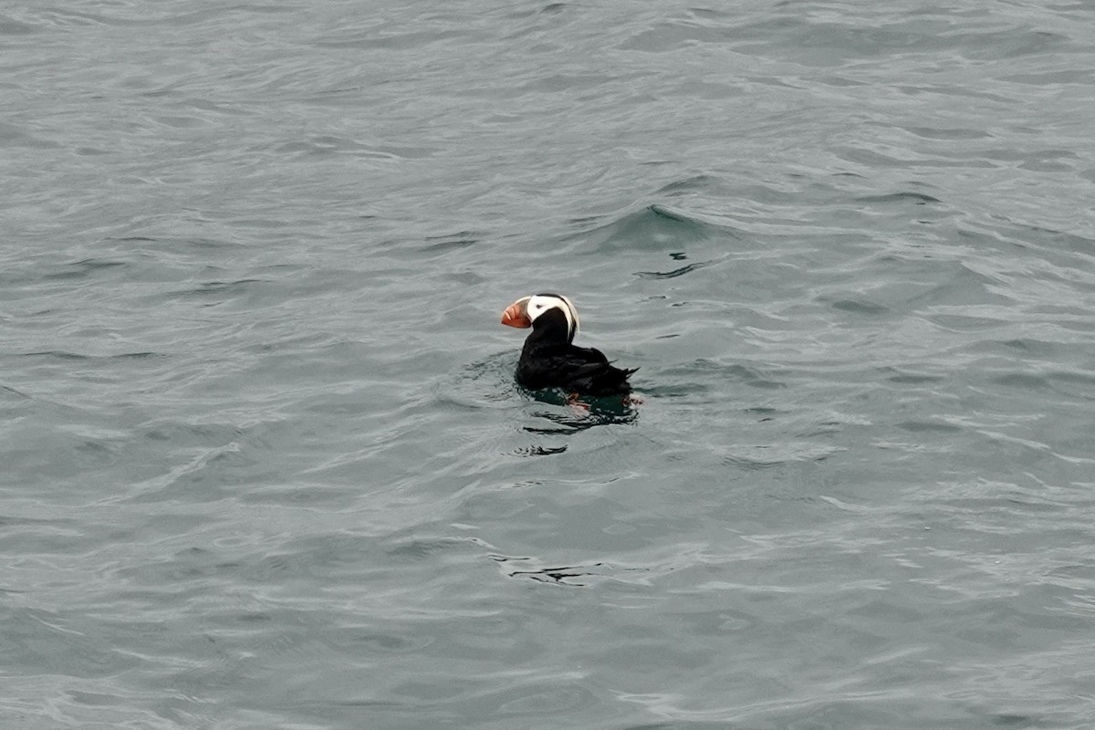 Tufted Puffin - ML613917807