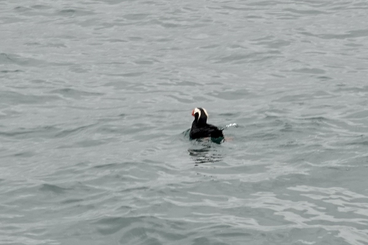 Tufted Puffin - ML613917808