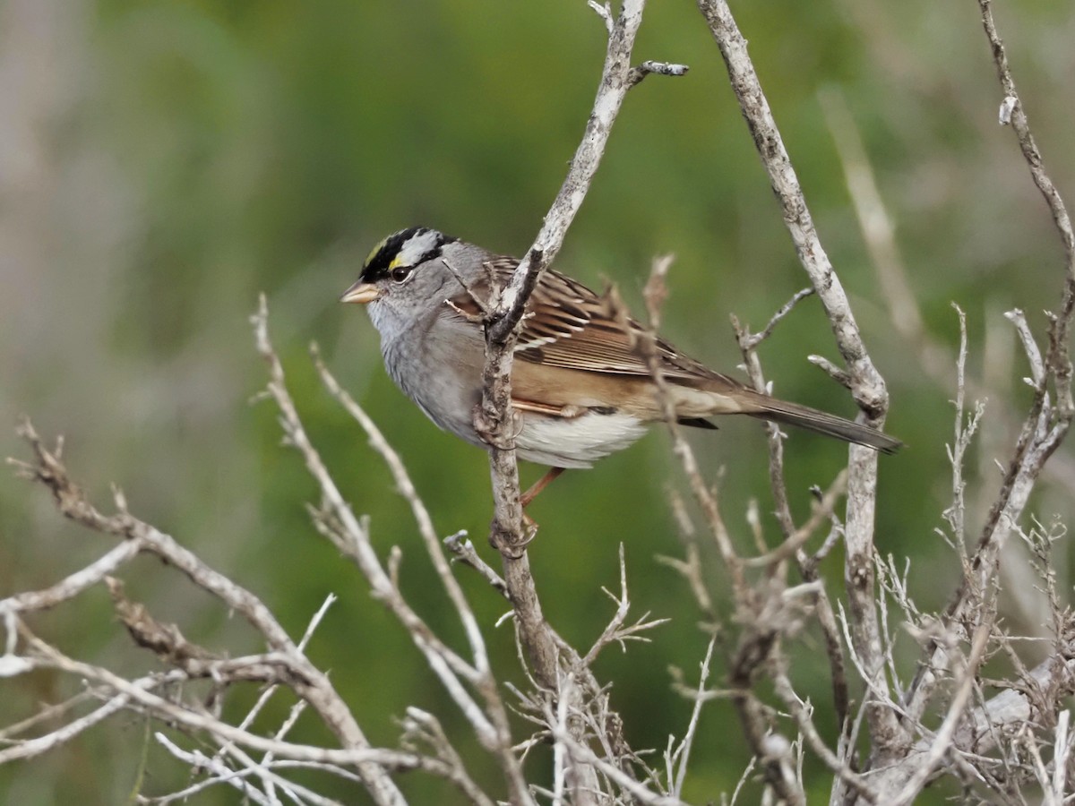 White-crowned x Golden-crowned Sparrow (hybrid) - ML613917834