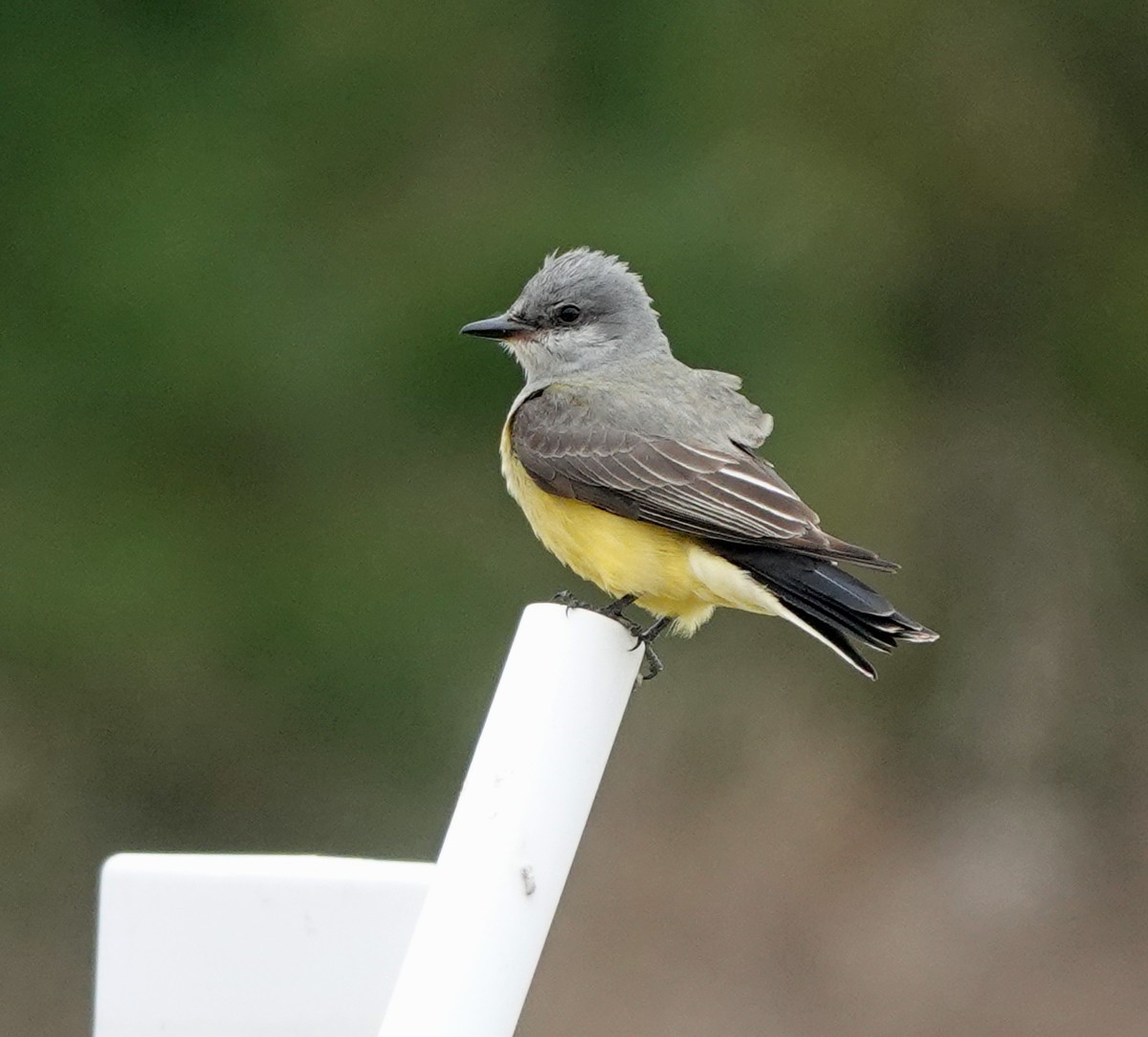 Western Kingbird - ML613917848