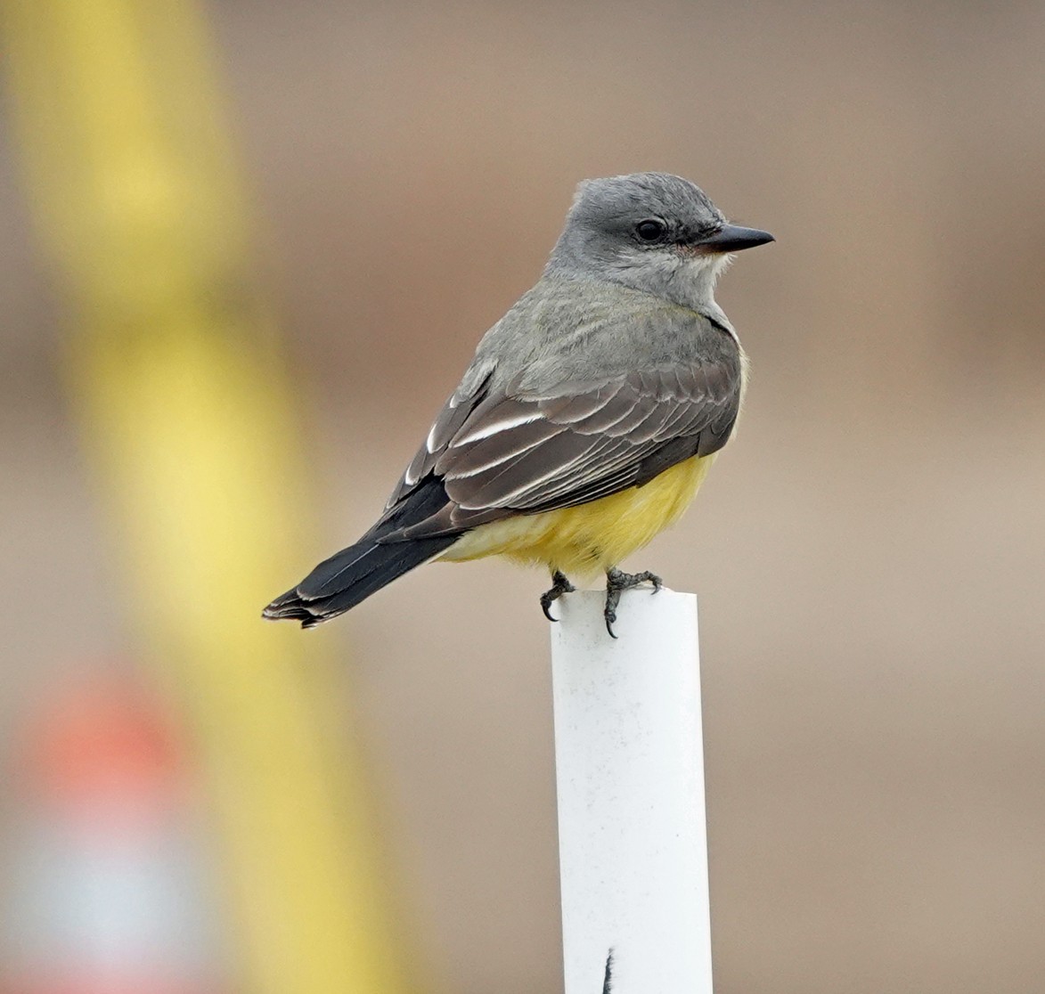 Western Kingbird - Diana Churchill