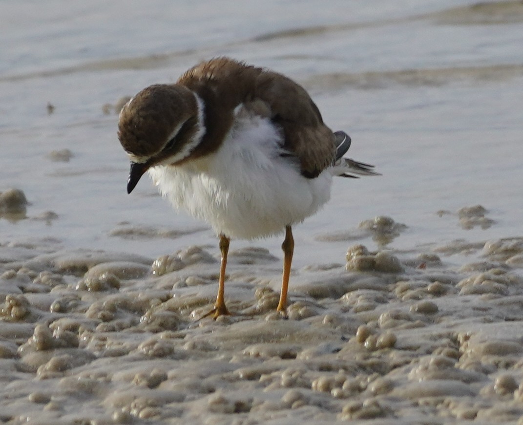 Semipalmated Plover - ML613917963