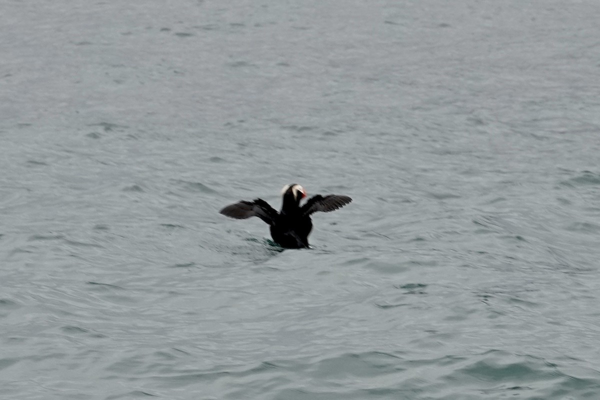 Tufted Puffin - ML613917982