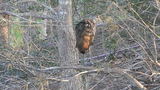 Limpkin - ML613918008