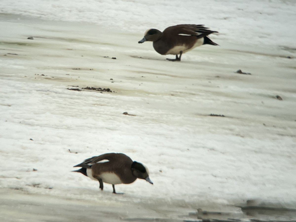 American Wigeon - Aaron  Brees