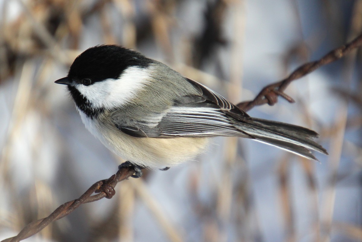 Black-capped Chickadee - ML613918158