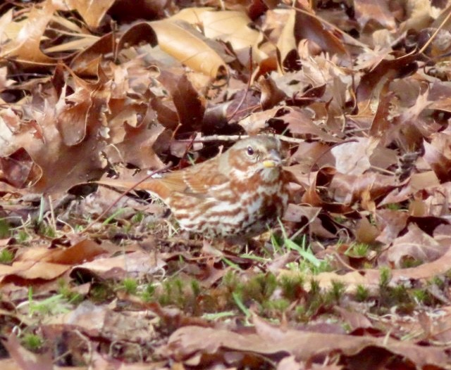 Fox Sparrow - ML613918173