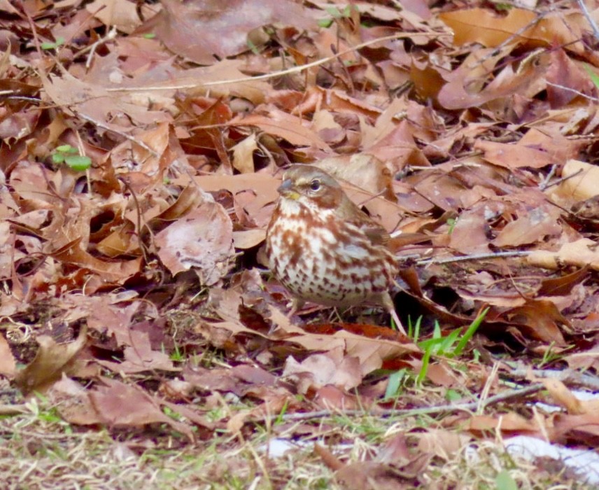 Fox Sparrow - ML613918174