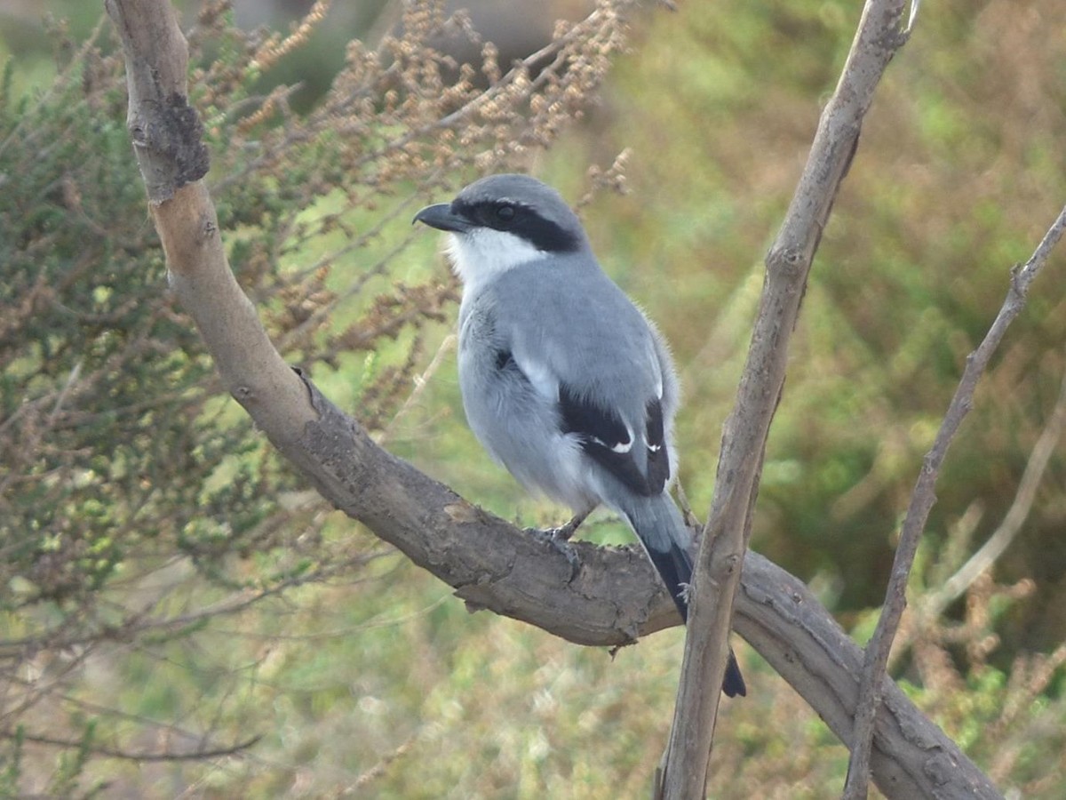 Great Gray Shrike - Barry Reed