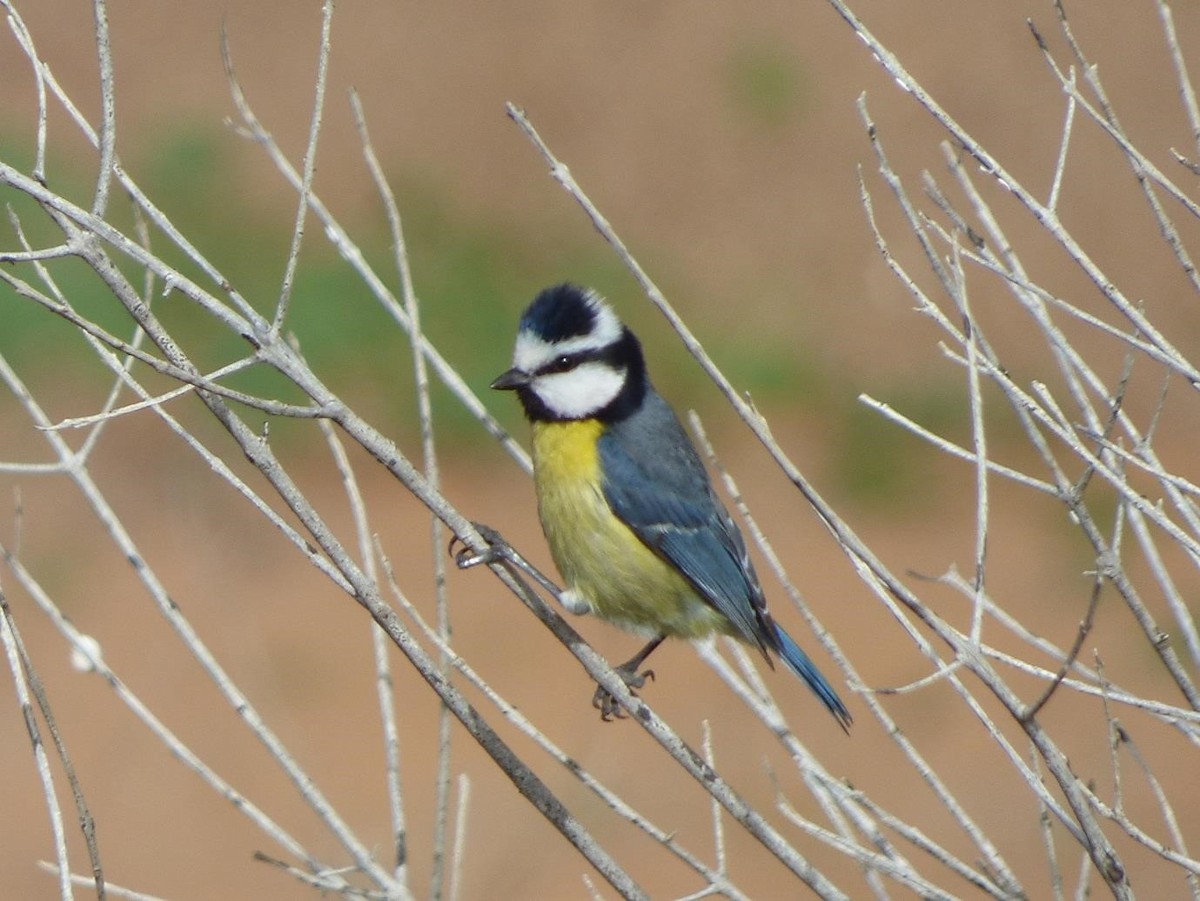 African Blue Tit - Barry Reed