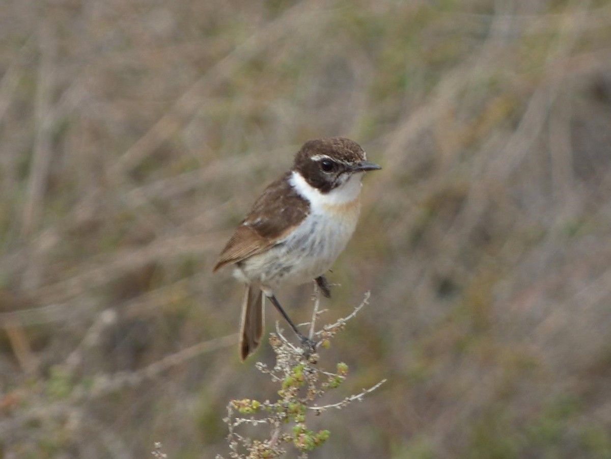 Fuerteventura Stonechat - Barry Reed