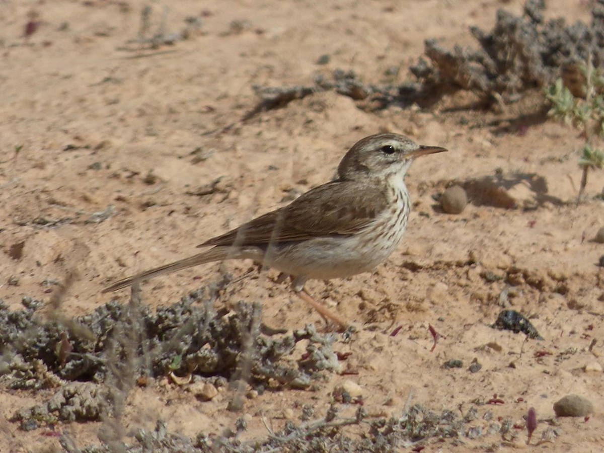 Berthelot's Pipit - Barry Reed